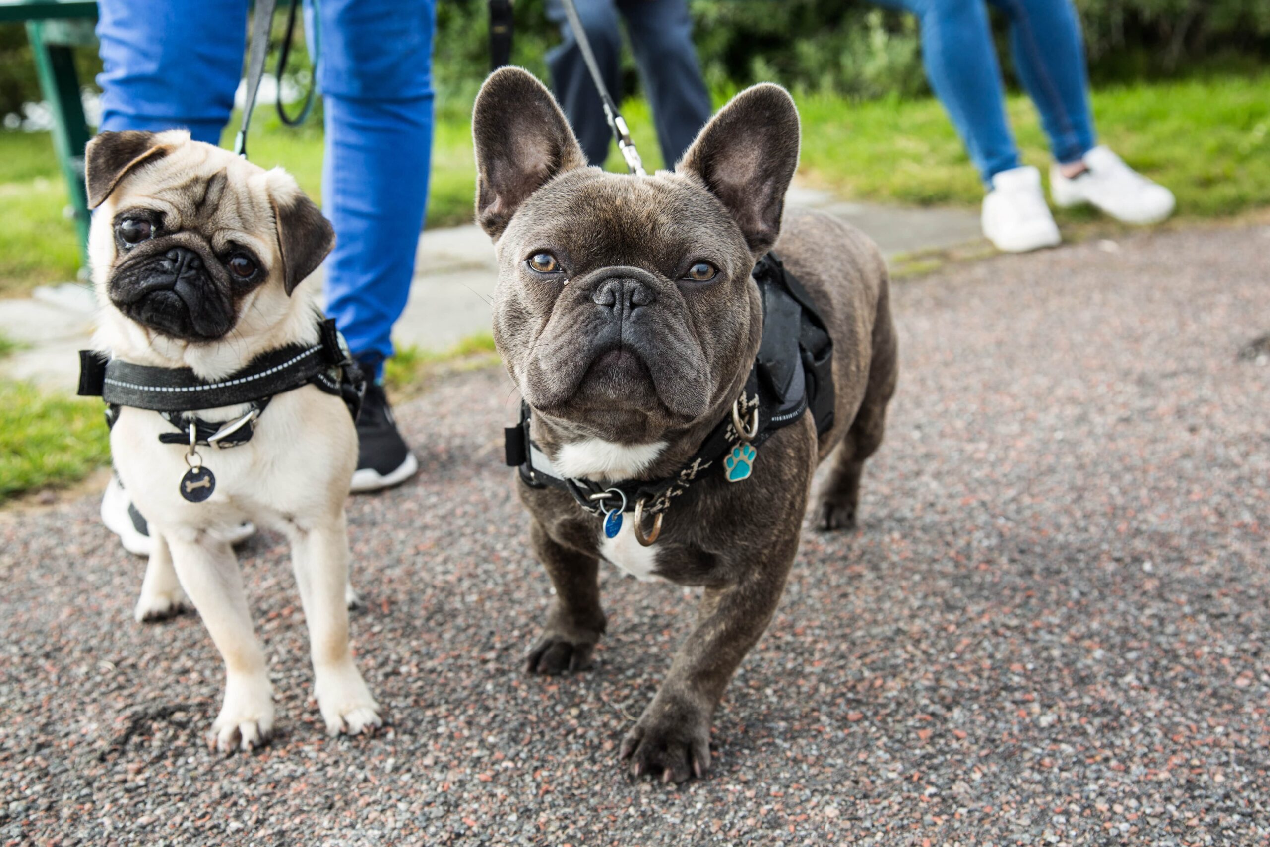 Two dogs on leashes: a pug and a French bulldog. Both are wearing harnesses, and people are visible in the background.