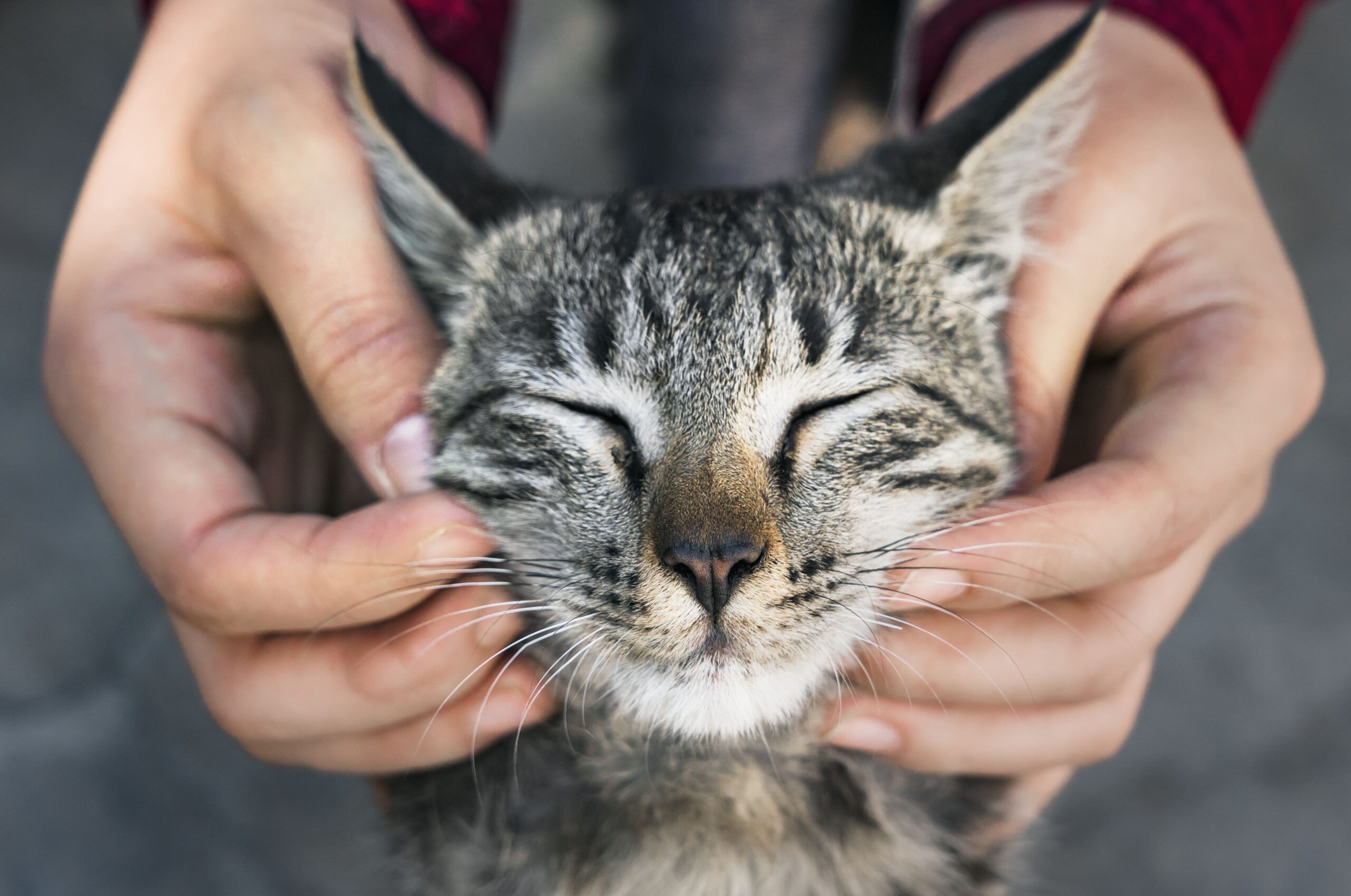 Person gently holding a content tabby cat's face with both hands.