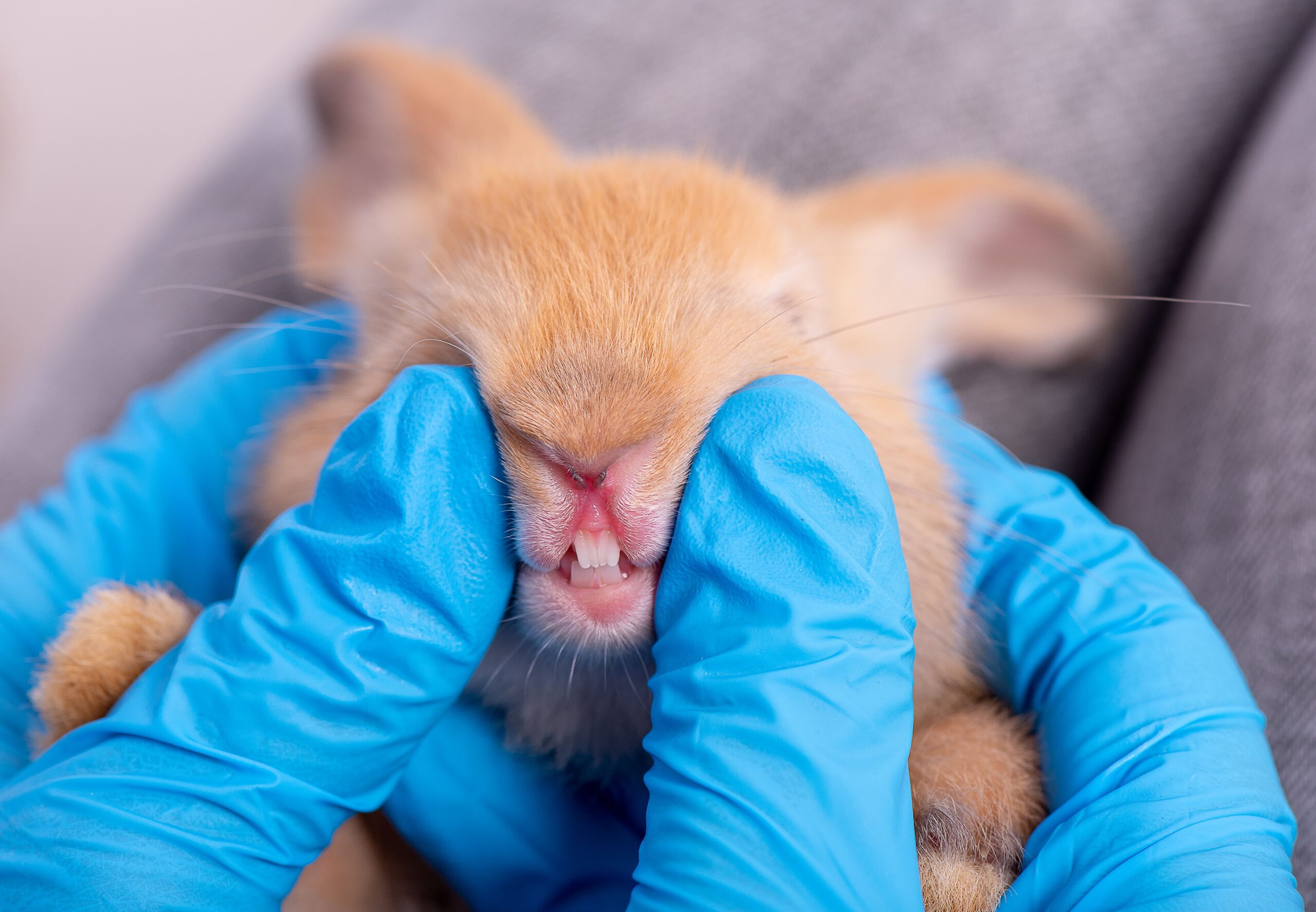 Person in blue gloves gently squeezing the cheeks of a small rabbit, revealing its teeth with the precision of dentistry.