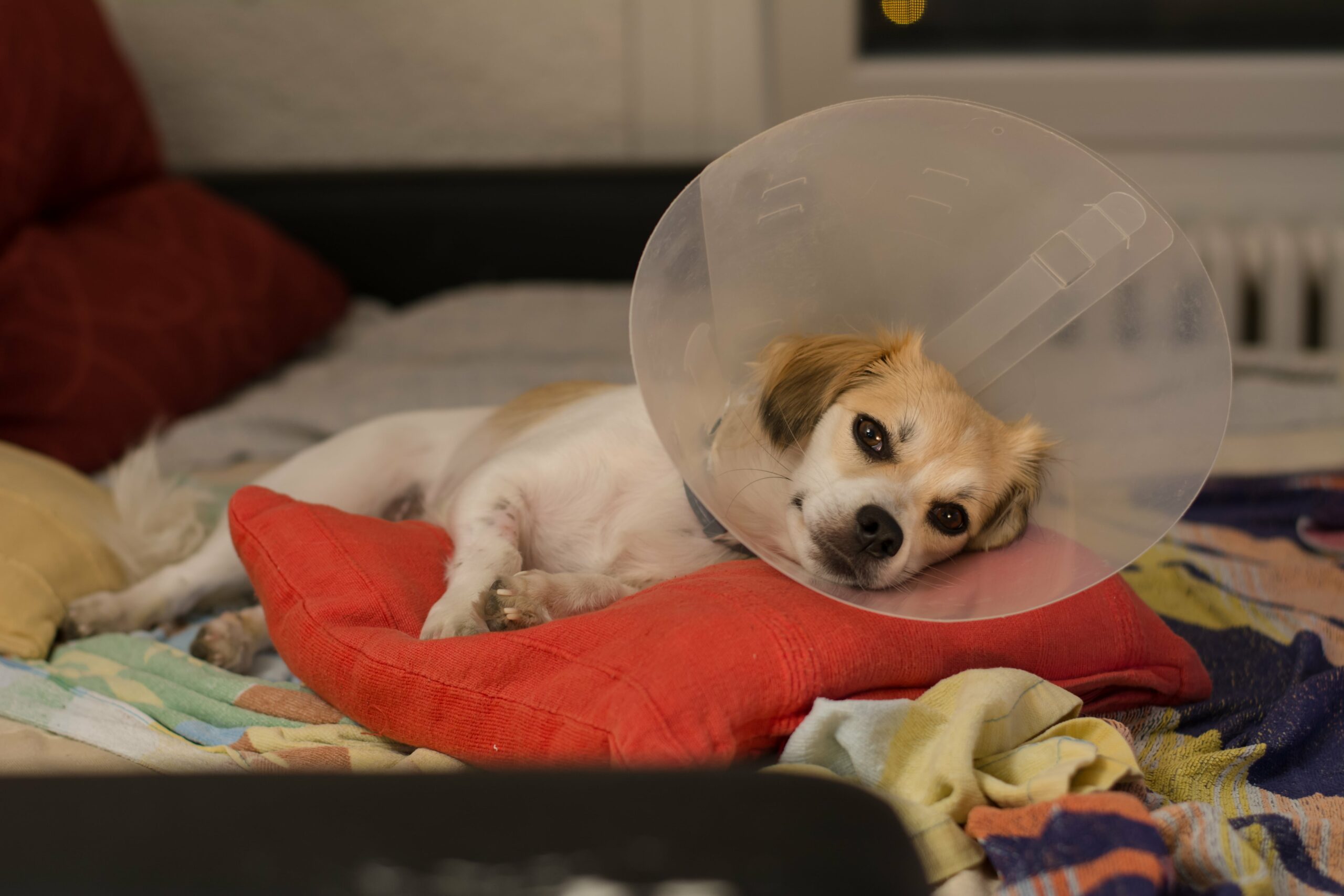 A small dog wearing a plastic cone around its neck lies on a bed with colorful blankets, resting its head on a red pillow.