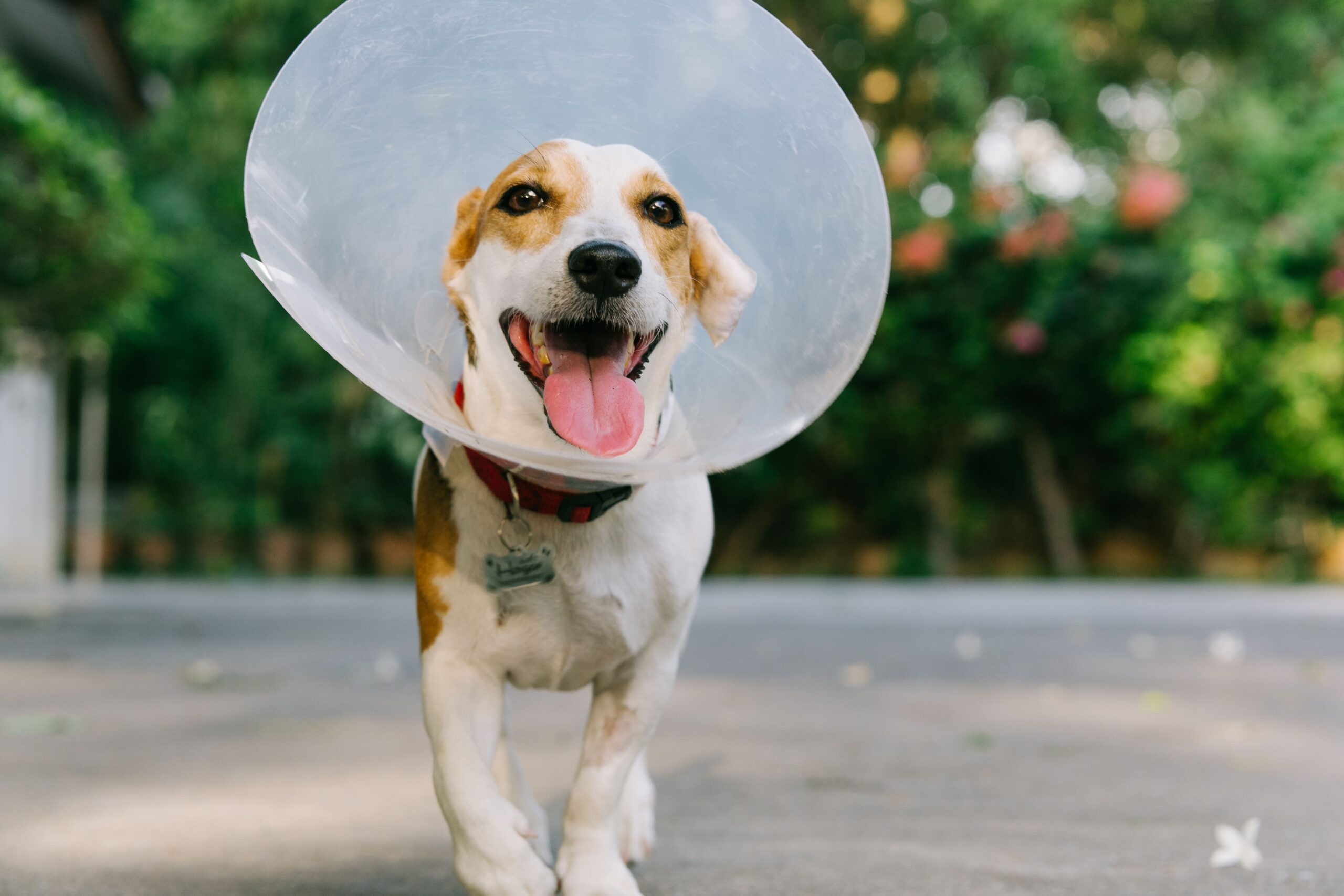 A dog wearing a plastic cone collar walks on a paved path with trees in the background.