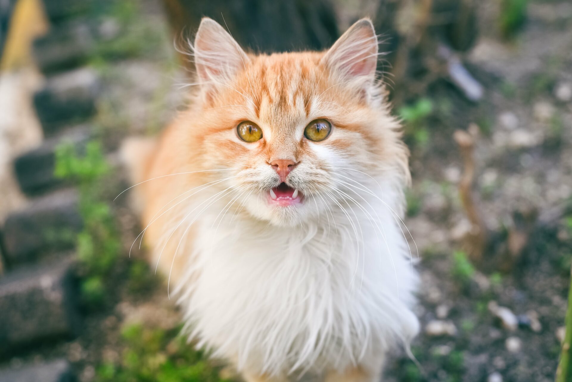 A fluffy orange and white cat with bright eyes is outdoors, sitting on the ground and looking up, its mouth slightly open as if curious about a new discovery in feline dentistry.