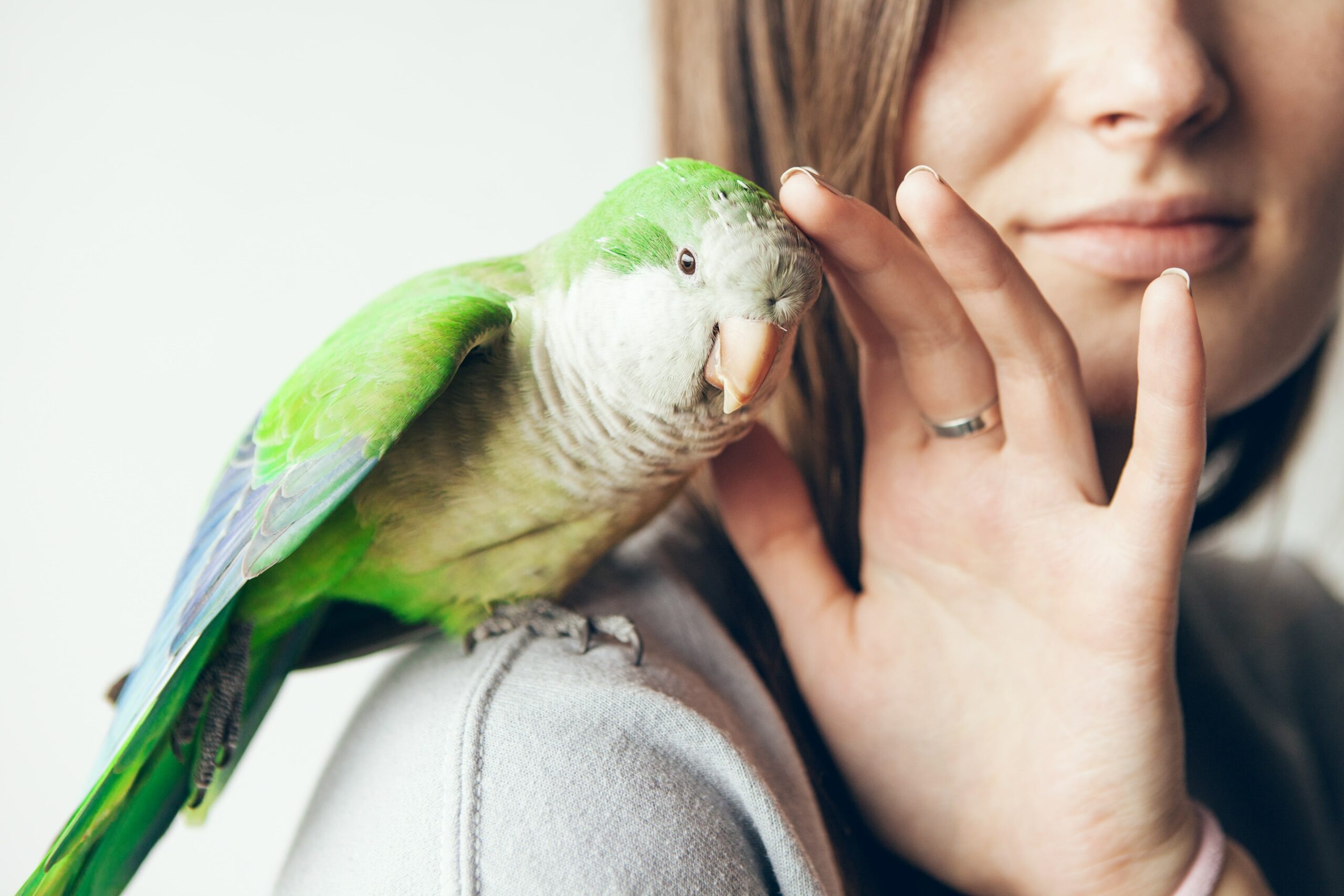 An exotic green parrot is perched on a person's shoulder, nibbling their fingers.