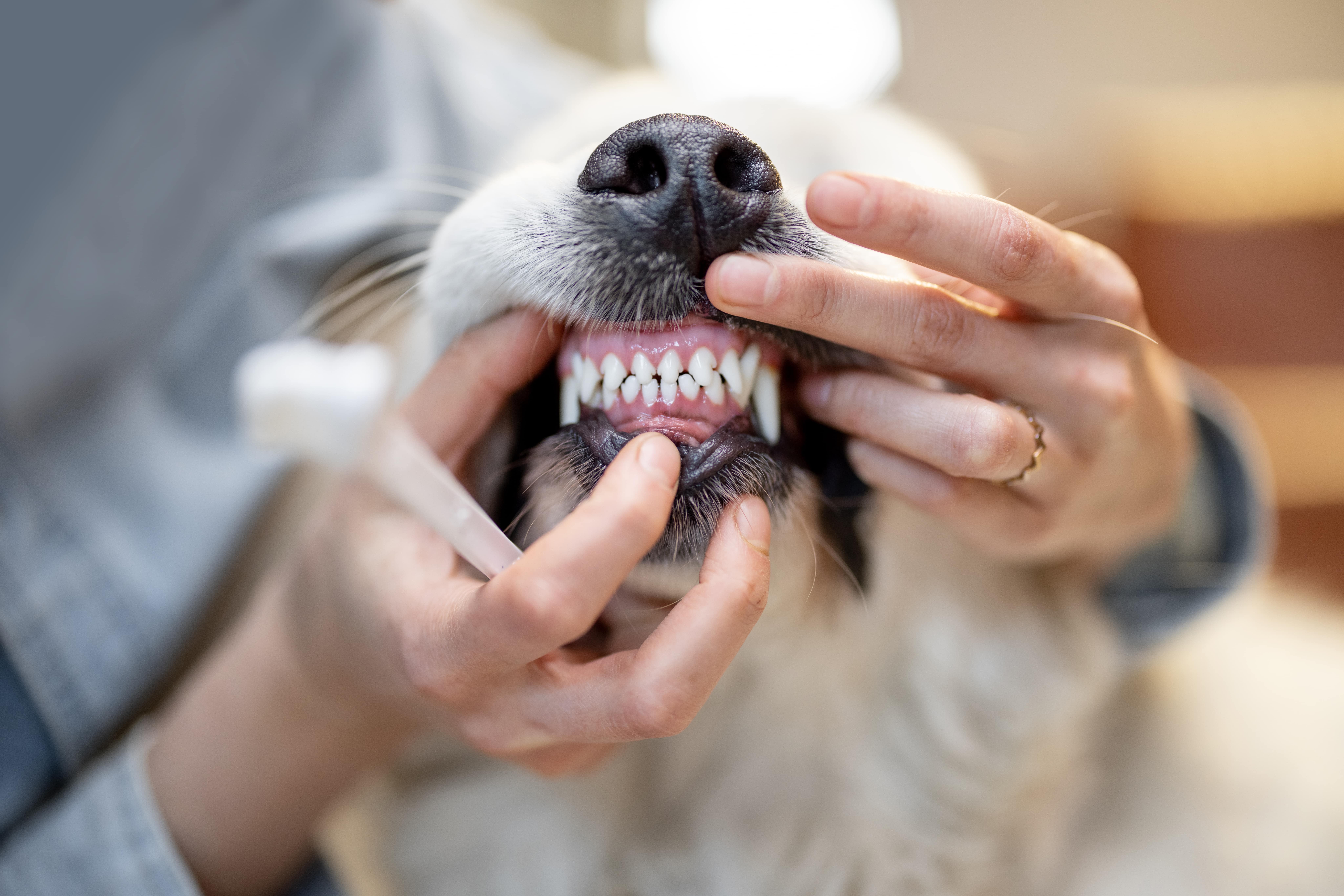 A person gently holds a dog's mouth open, revealing its teeth, while preparing to brush them with a focus on good pet dentistry.