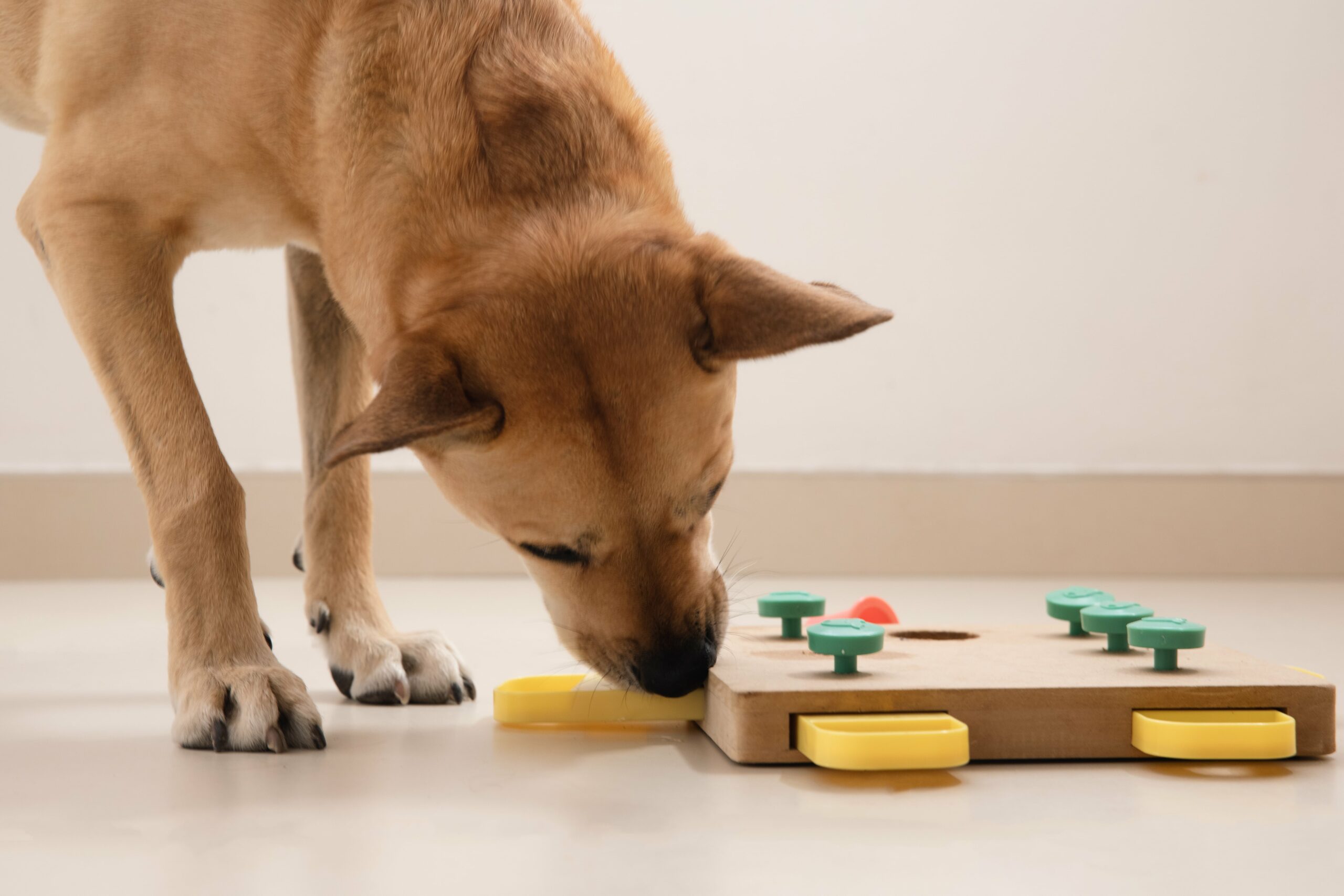 A boarding facility provides enrichment as a dog interacts with a wooden puzzle toy on the floor, nudging the pieces with its nose.