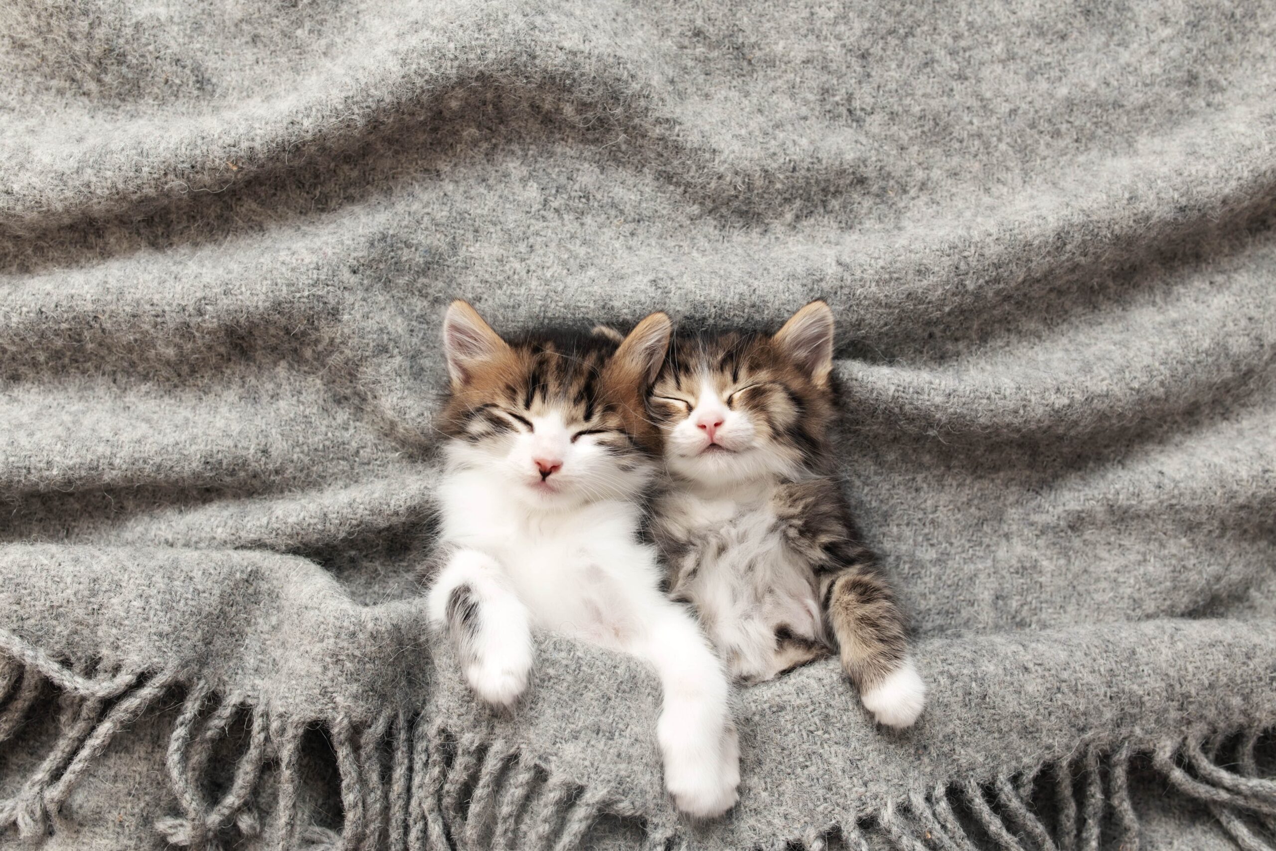 Two kittens snuggle together under a gray blanket, dreaming as if they're on the coziest boarding adventure.