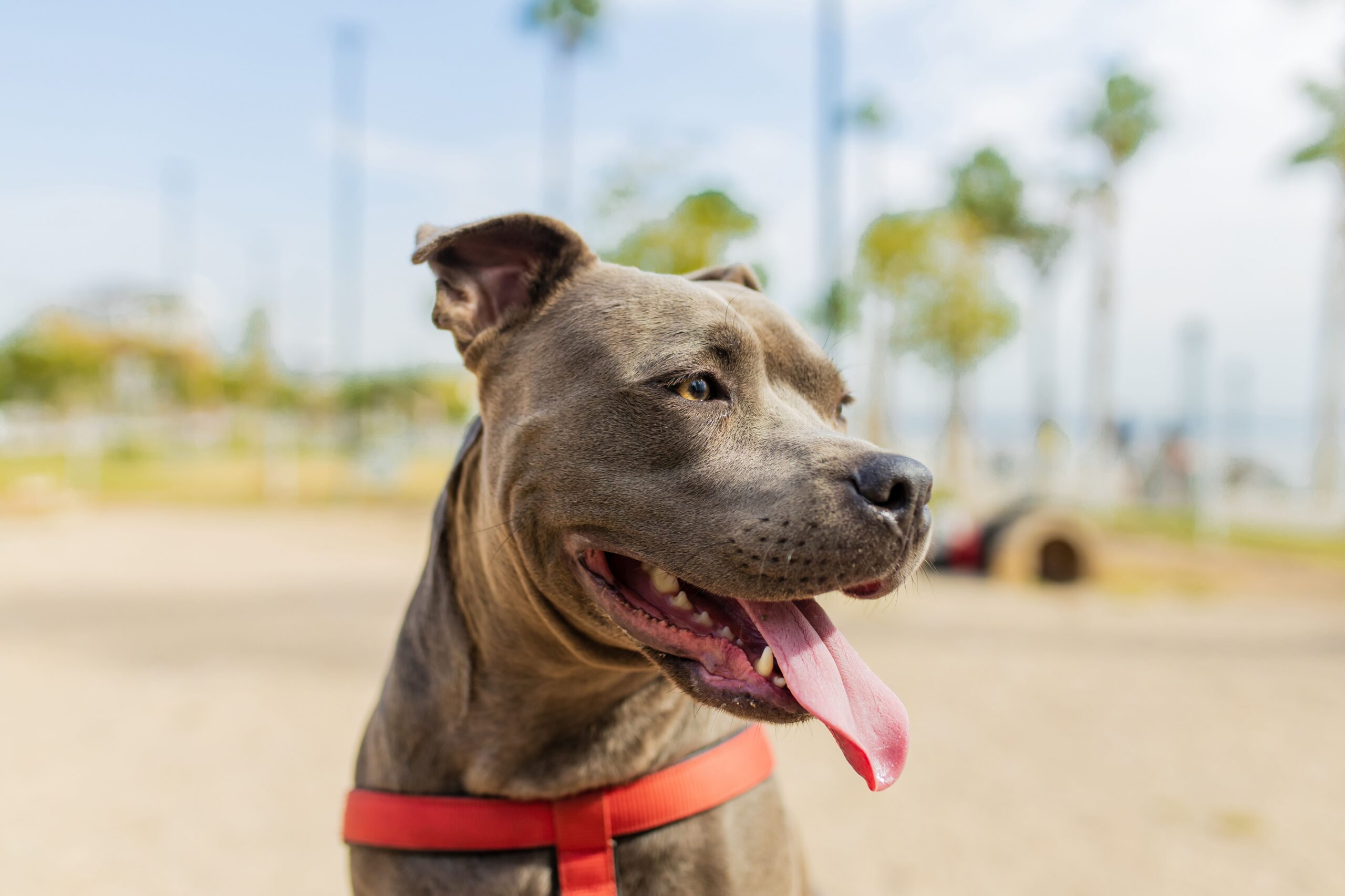 A gray dog with a red harness stands outdoors, its mouth open and tongue out, in a park-like setting reminiscent of a surgical green landscape with trees and a blurred background.