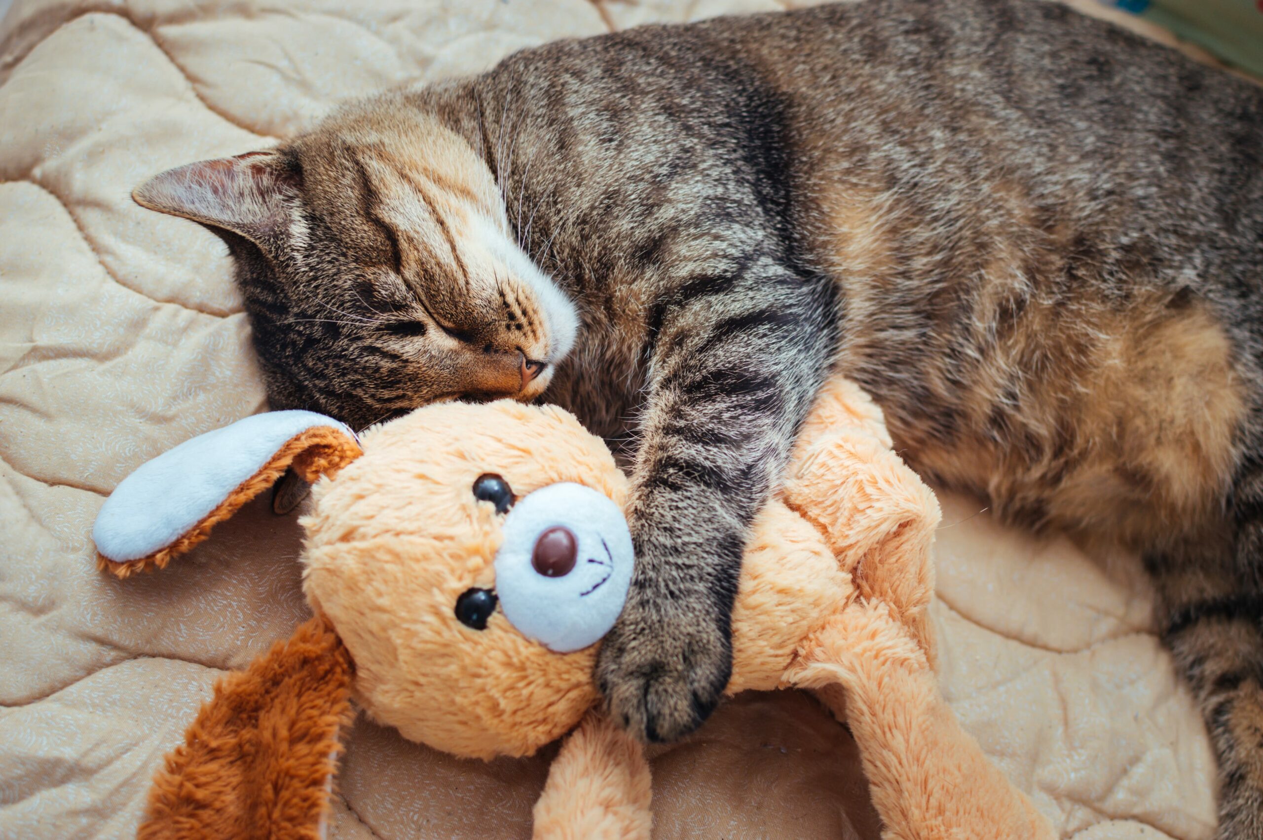 A tabby cat, recently spayed, sleeps on a quilted blanket, cuddling a brown stuffed rabbit.