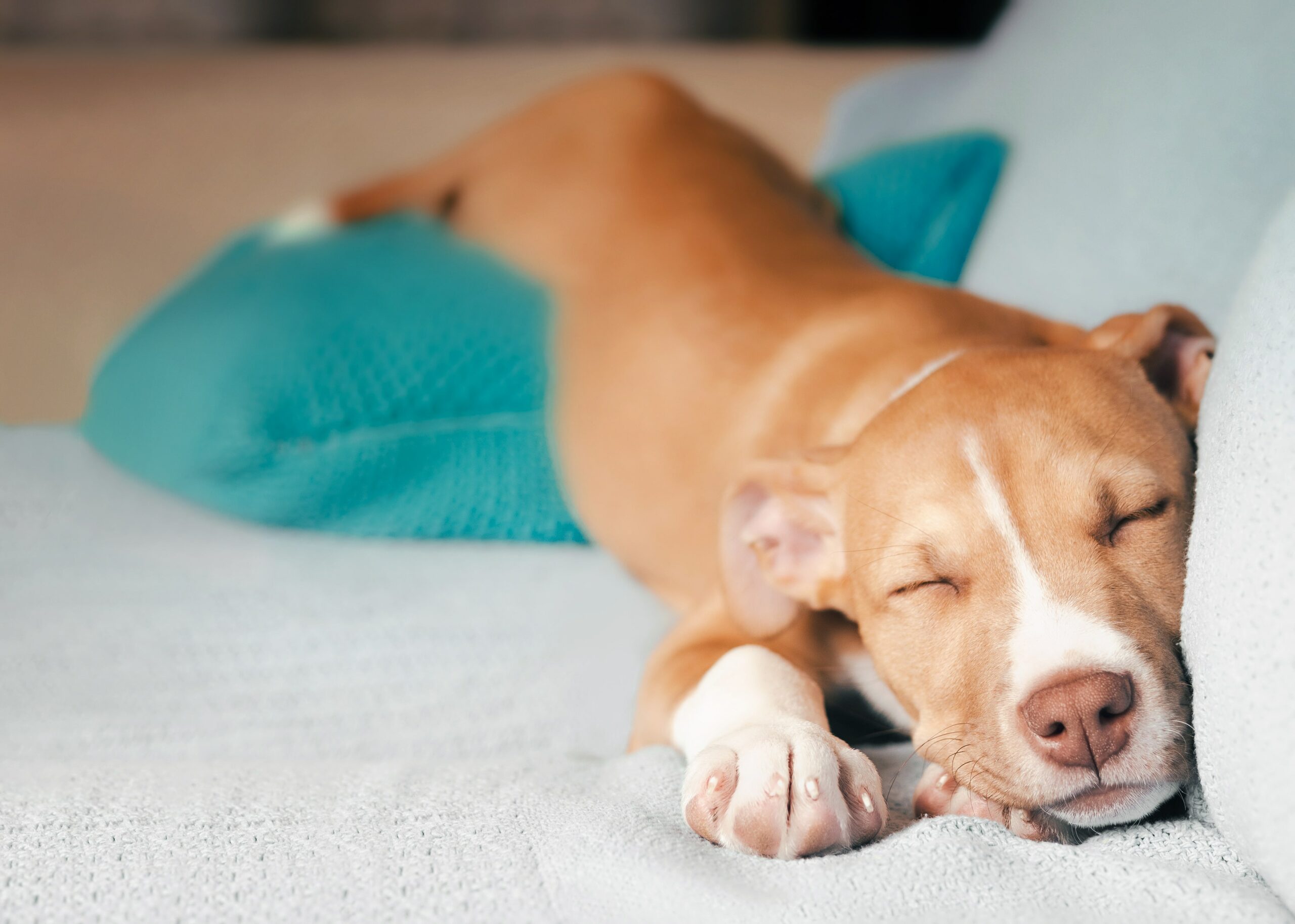 Brown and white puppy sleeping on a blue couch, resting its head near a turquoise pillow.