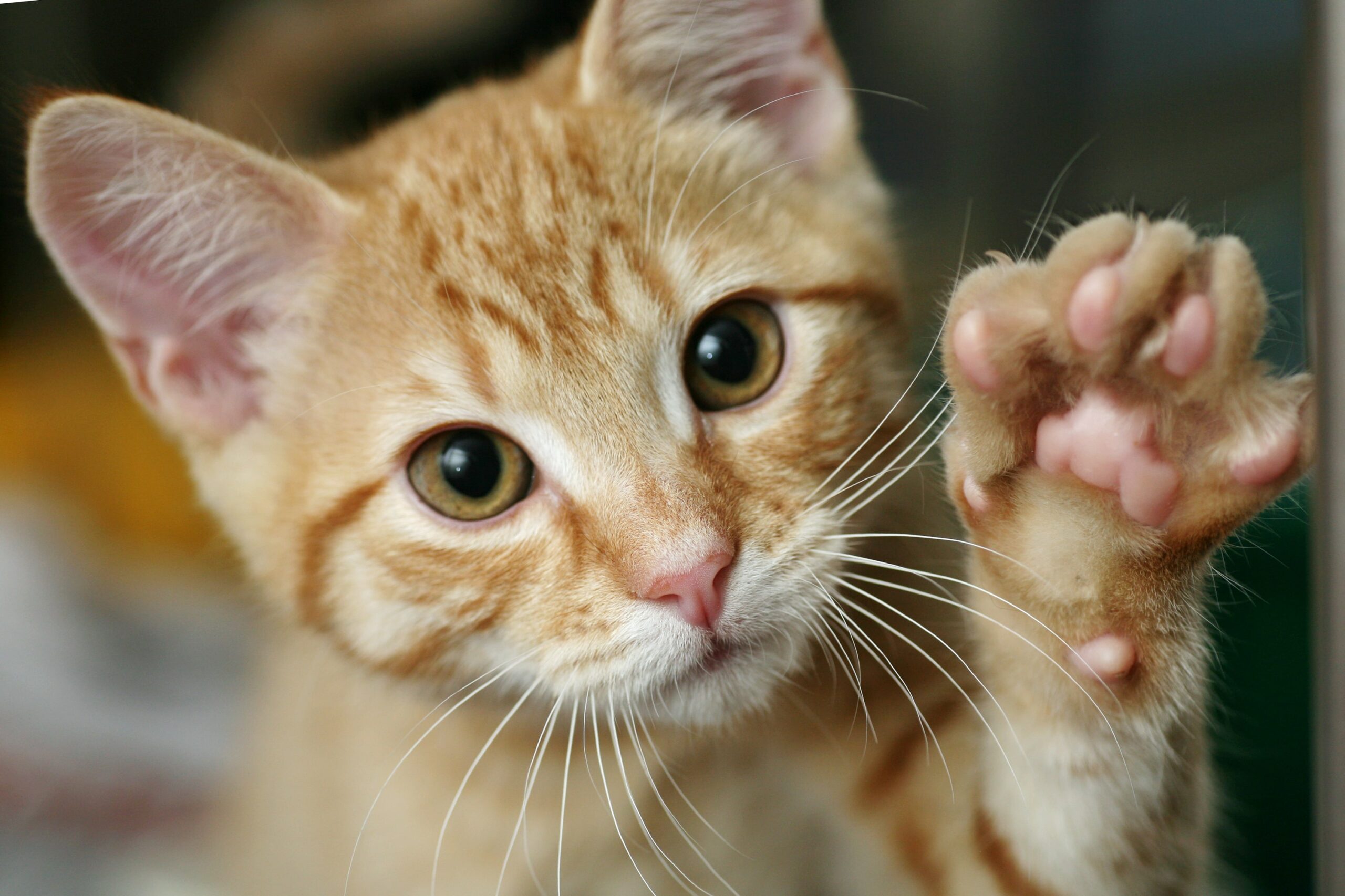 A close-up of an orange tabby kitten with wide eyes and a raised paw, showing its pink pads.