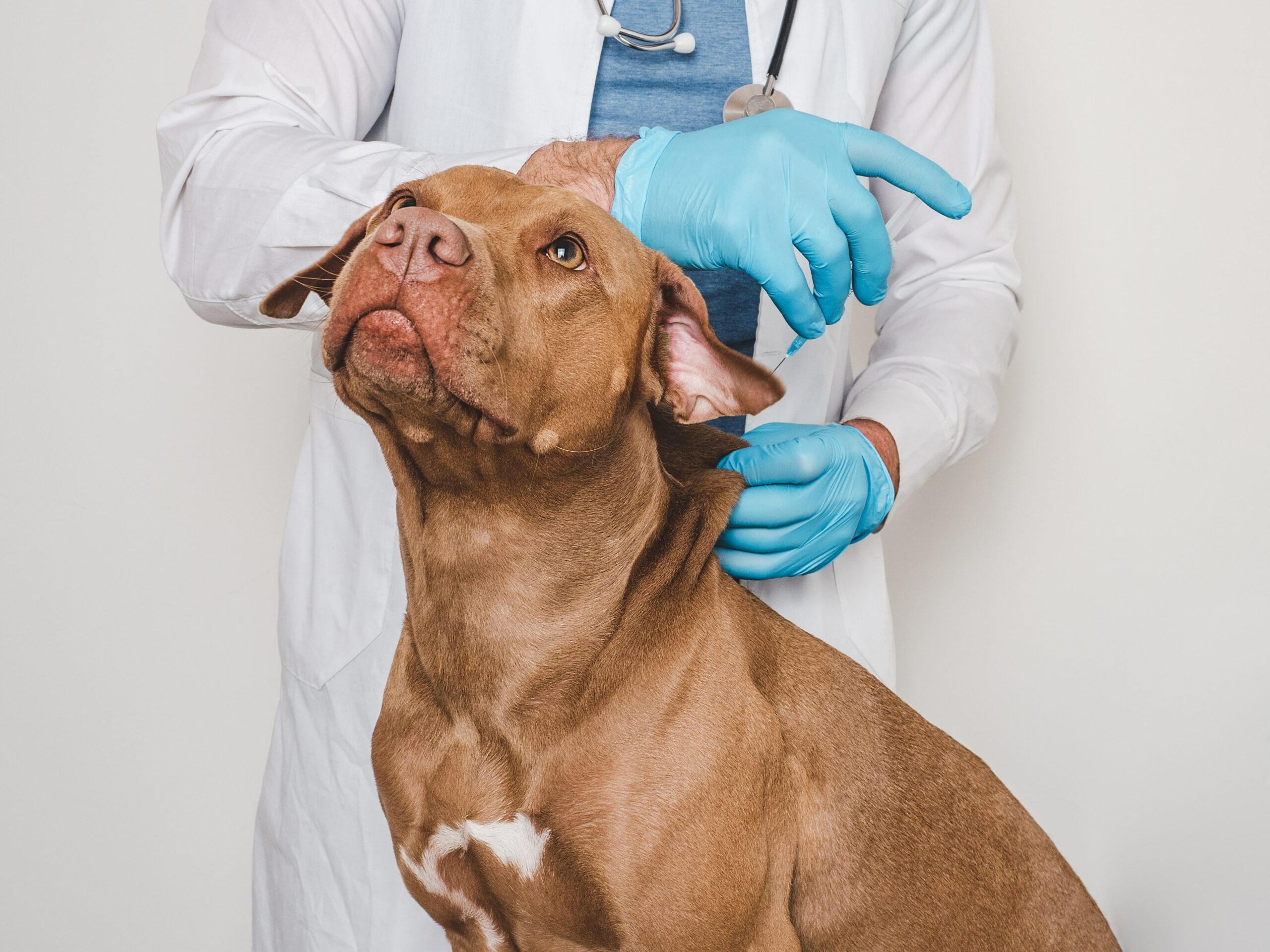 A veterinarian in gloves thoroughly examines a brown dog's ear, highlighting the importance of preventative care.