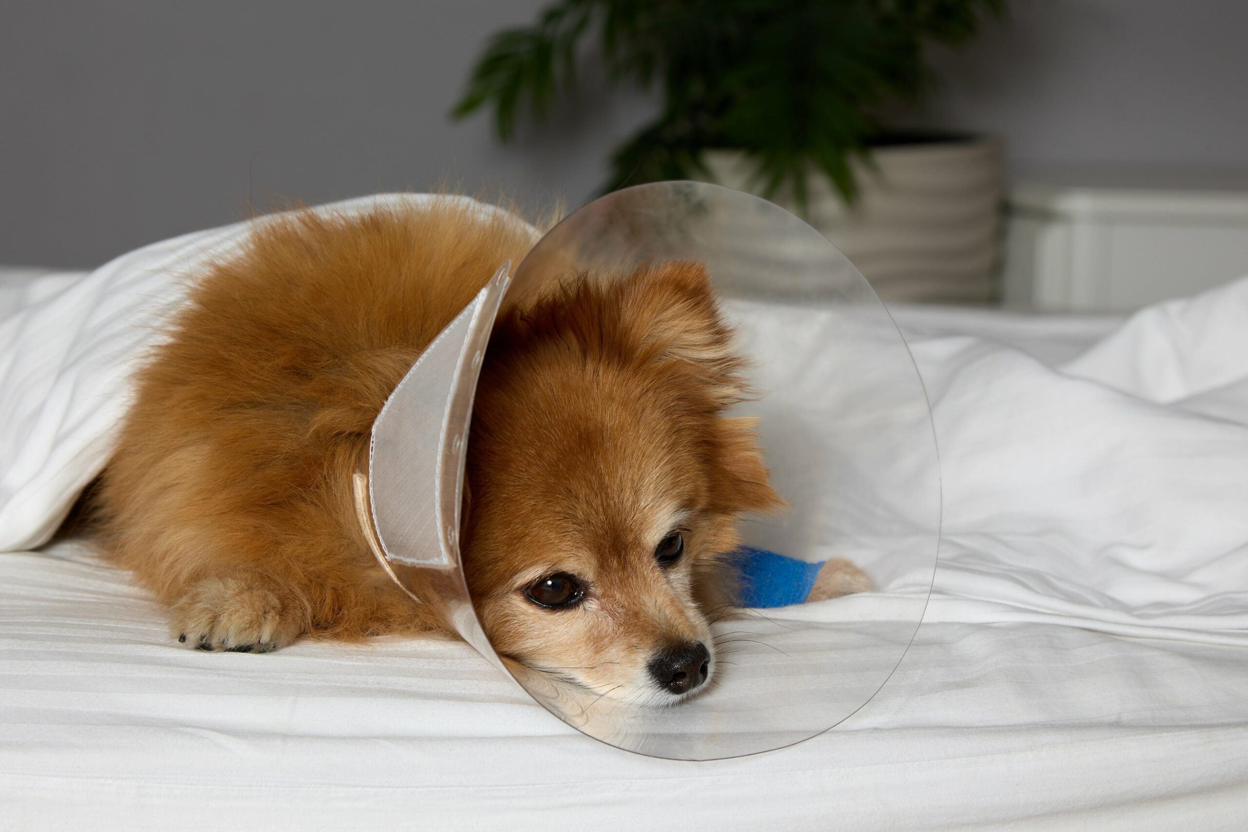 A small brown dog with a surgical cone around its neck lies on a bed, looking at the camera. A blue bandage is wrapped around one of its front legs. A potted plant is in the background.