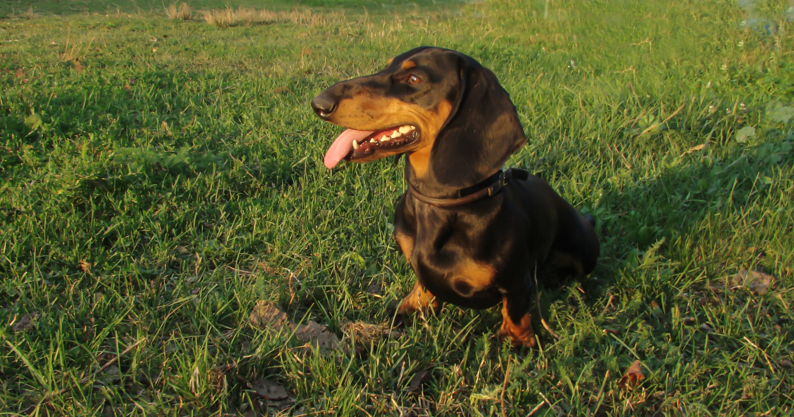 A dachshund with a black and tan coat sits in a grassy field, tongue out, as if conducting playful diagnostics of its surroundings.