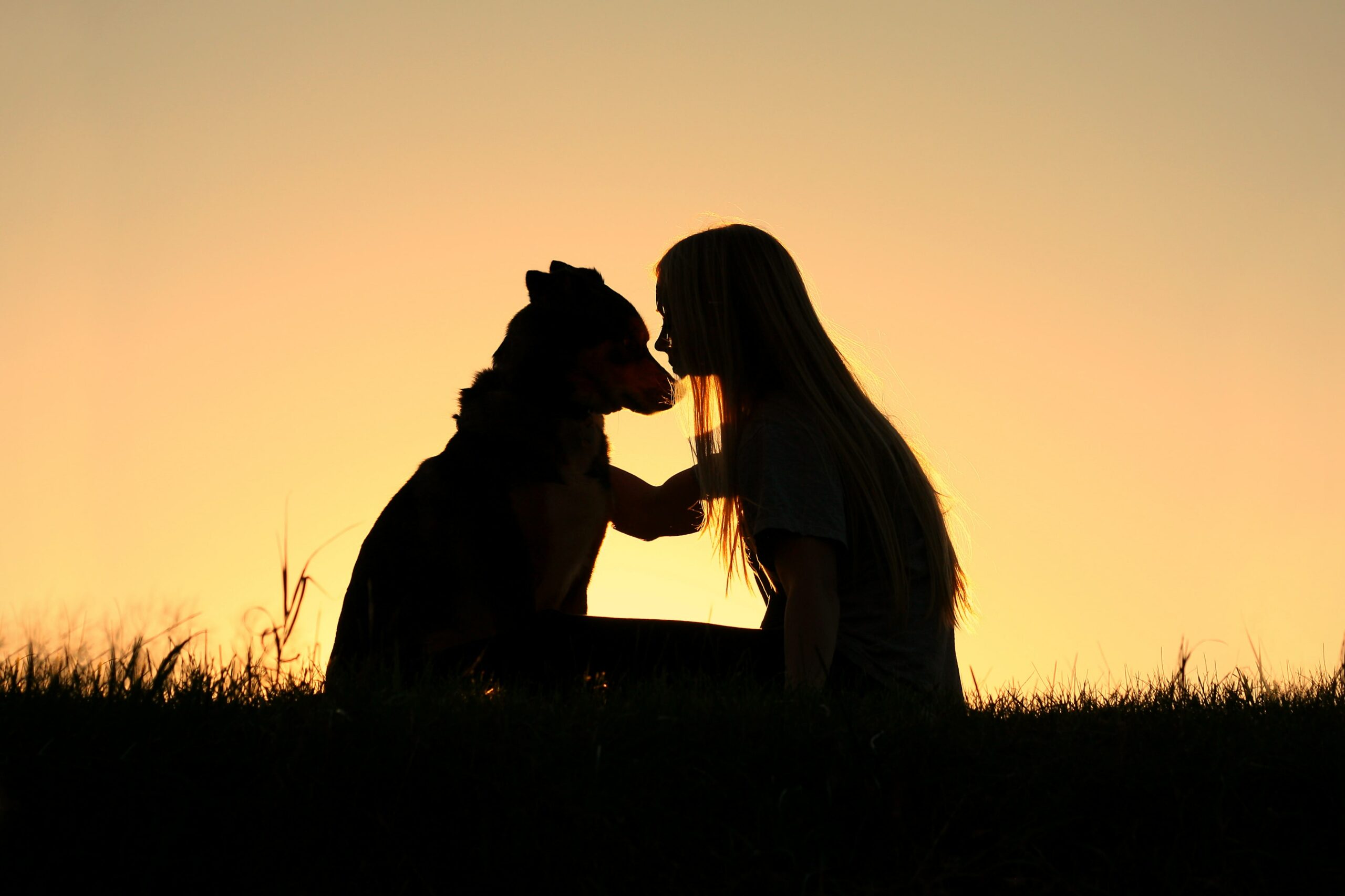 Silhouette of a woman and dog sitting on grass at sunset, sharing a quiet moment that speaks to the profound connection inherent in end-of-life care.