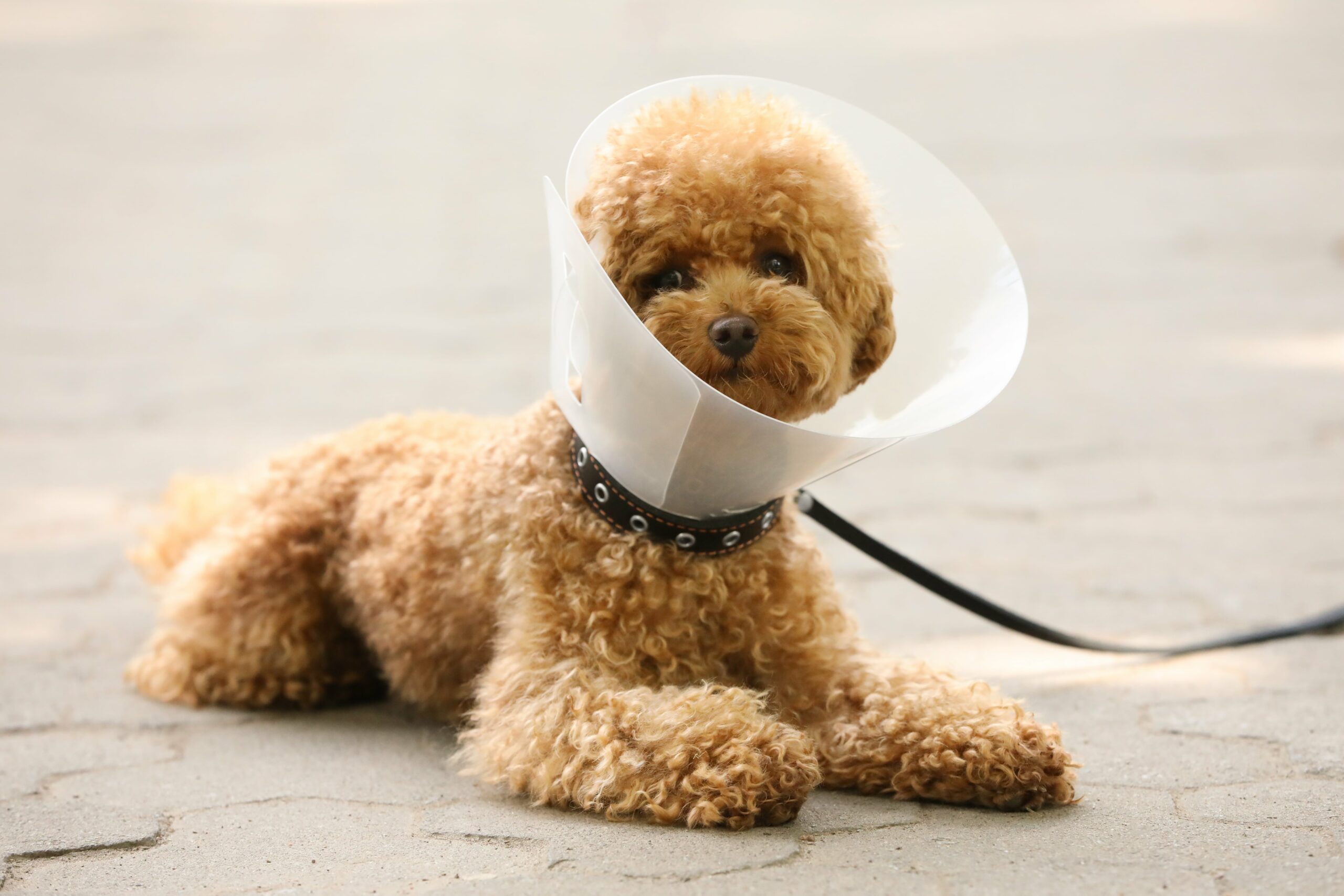 A curly-haired dog wearing an e-collar lies on a paved surface.