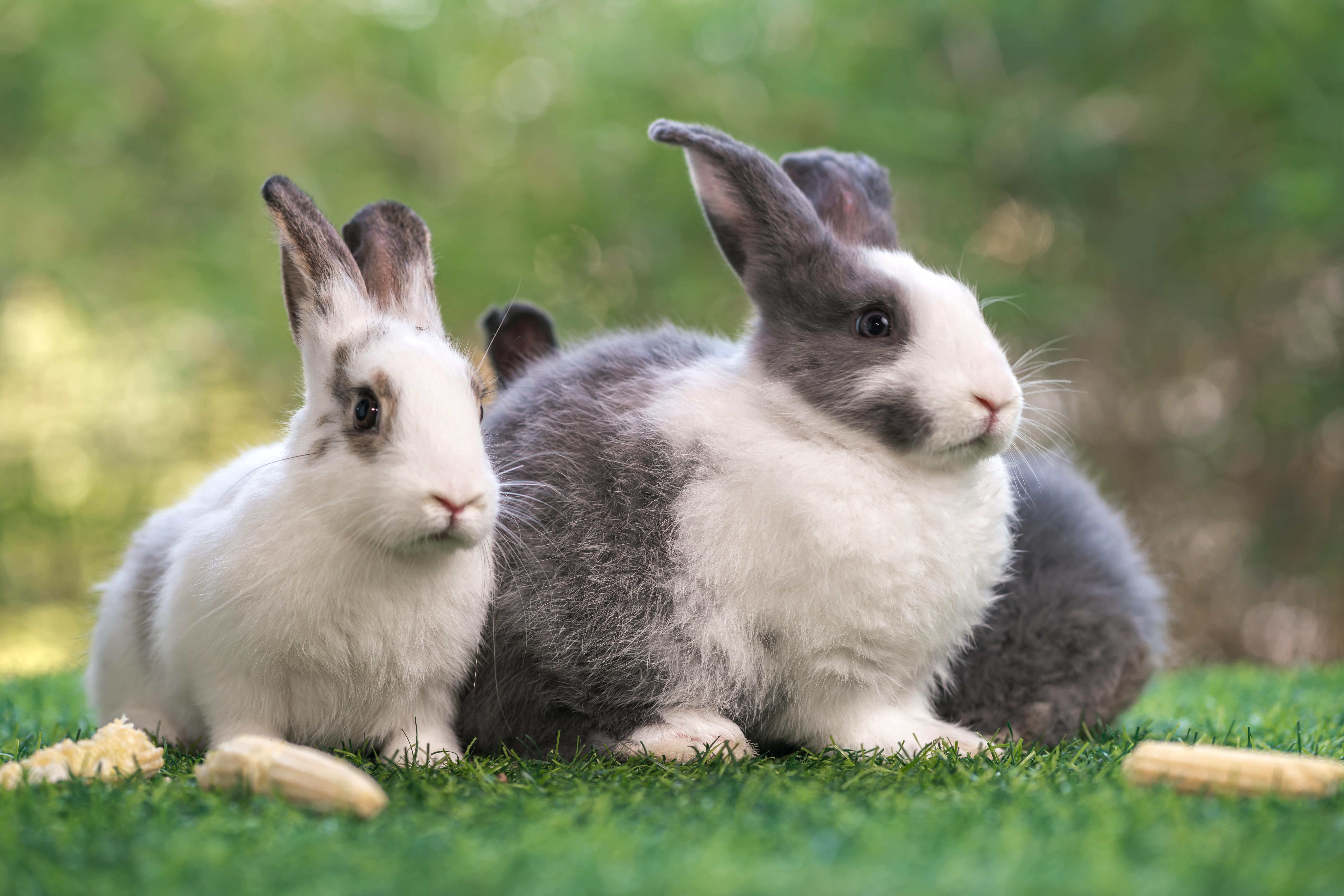 Two fluffy rabbits, one white with spots and one mostly gray, are sitting on green grass. Pieces of corn are nearby.