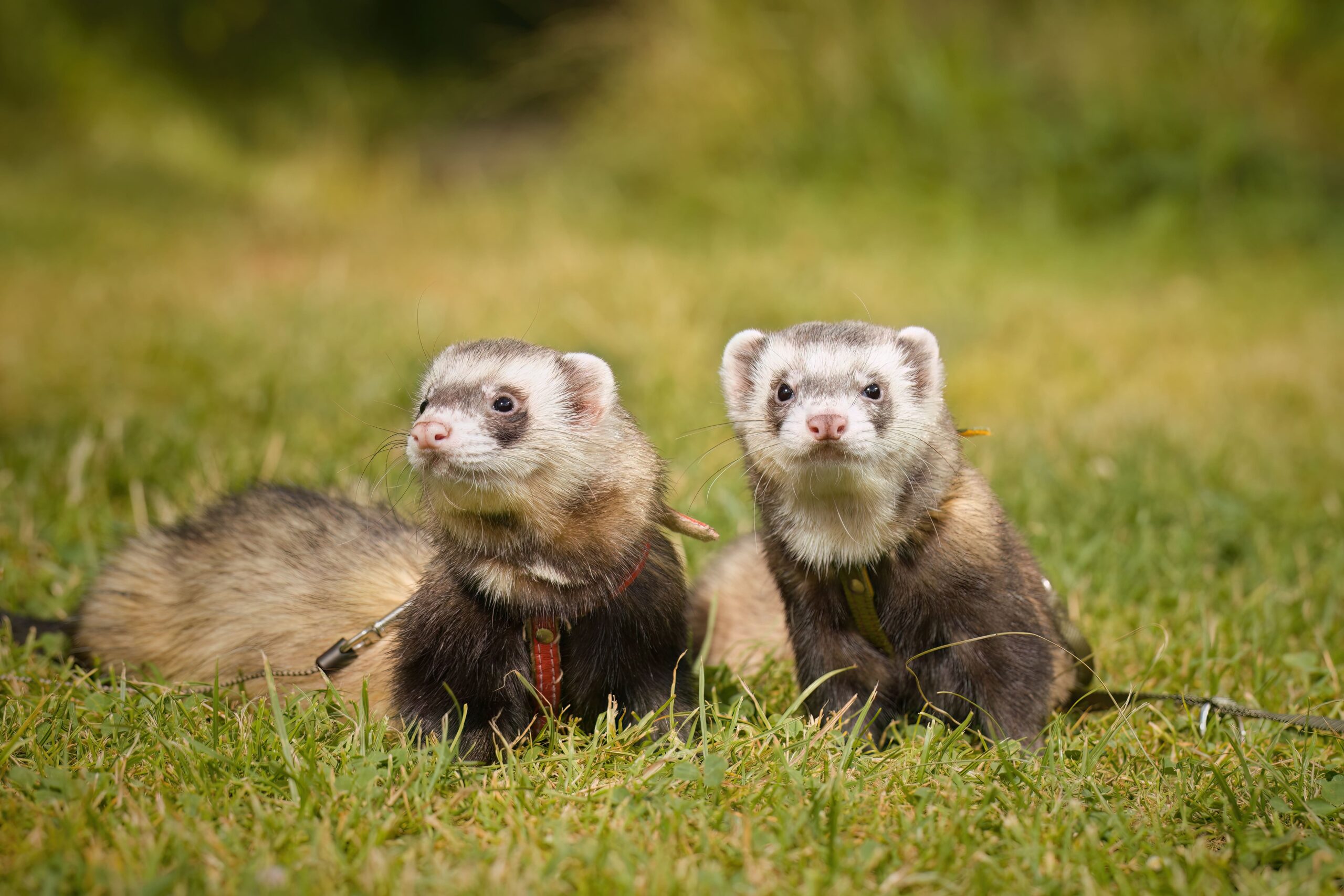 Two ferrets with harnesses sit on grass in an outdoor setting, enjoying a preventative adventure designed to keep them safe while exploring the world.