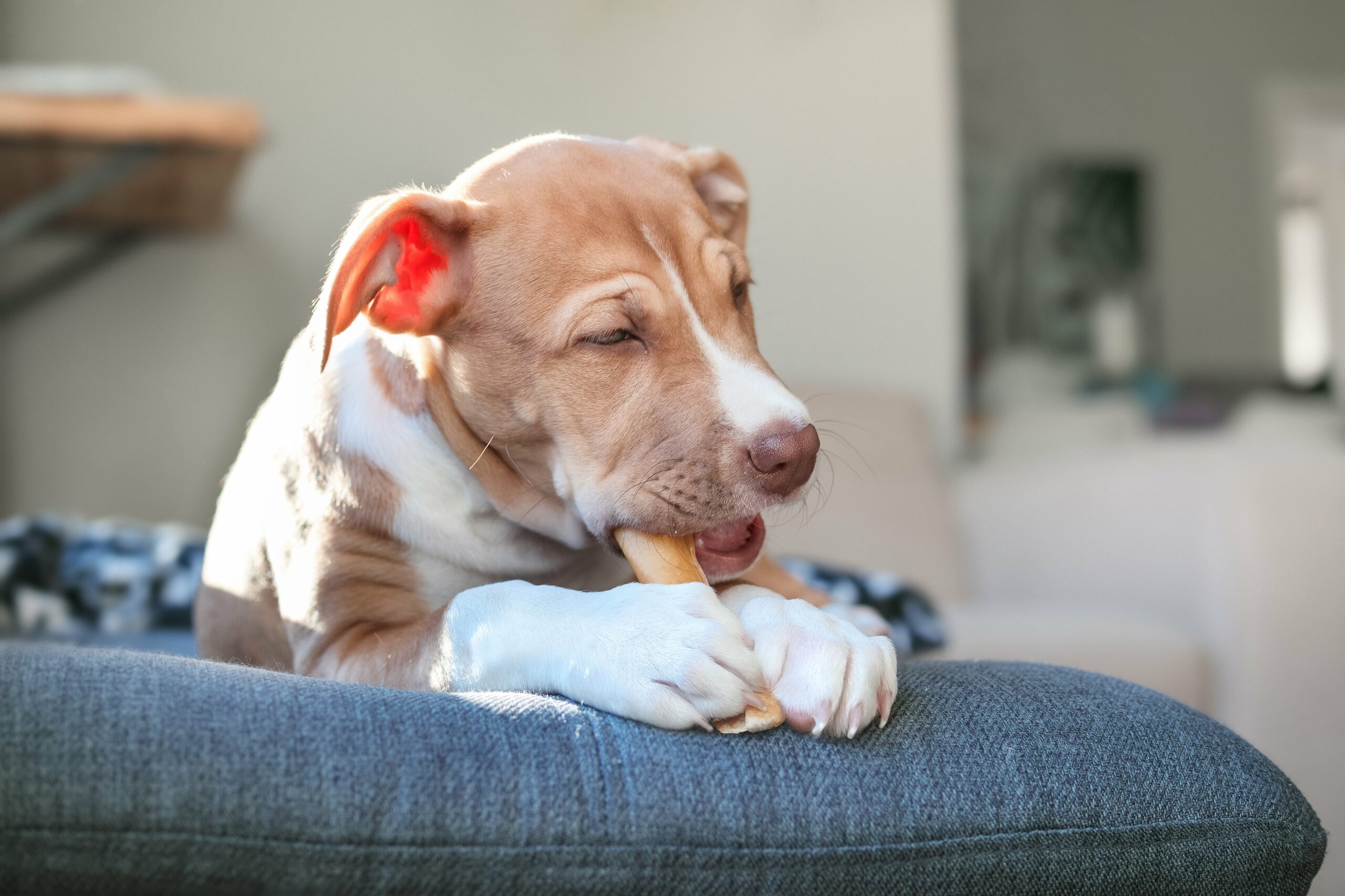 A brown and white puppy chews on a bone while resting on a gray cushion indoors.