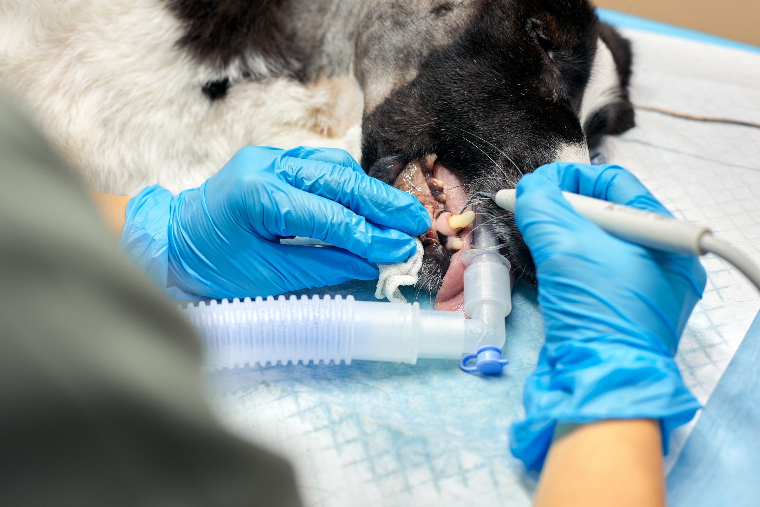 A veterinarian in blue gloves expertly performs dentistry on a sedated dog, conducting a thorough dental cleaning with precision tools and a breathing tube on the medical table.