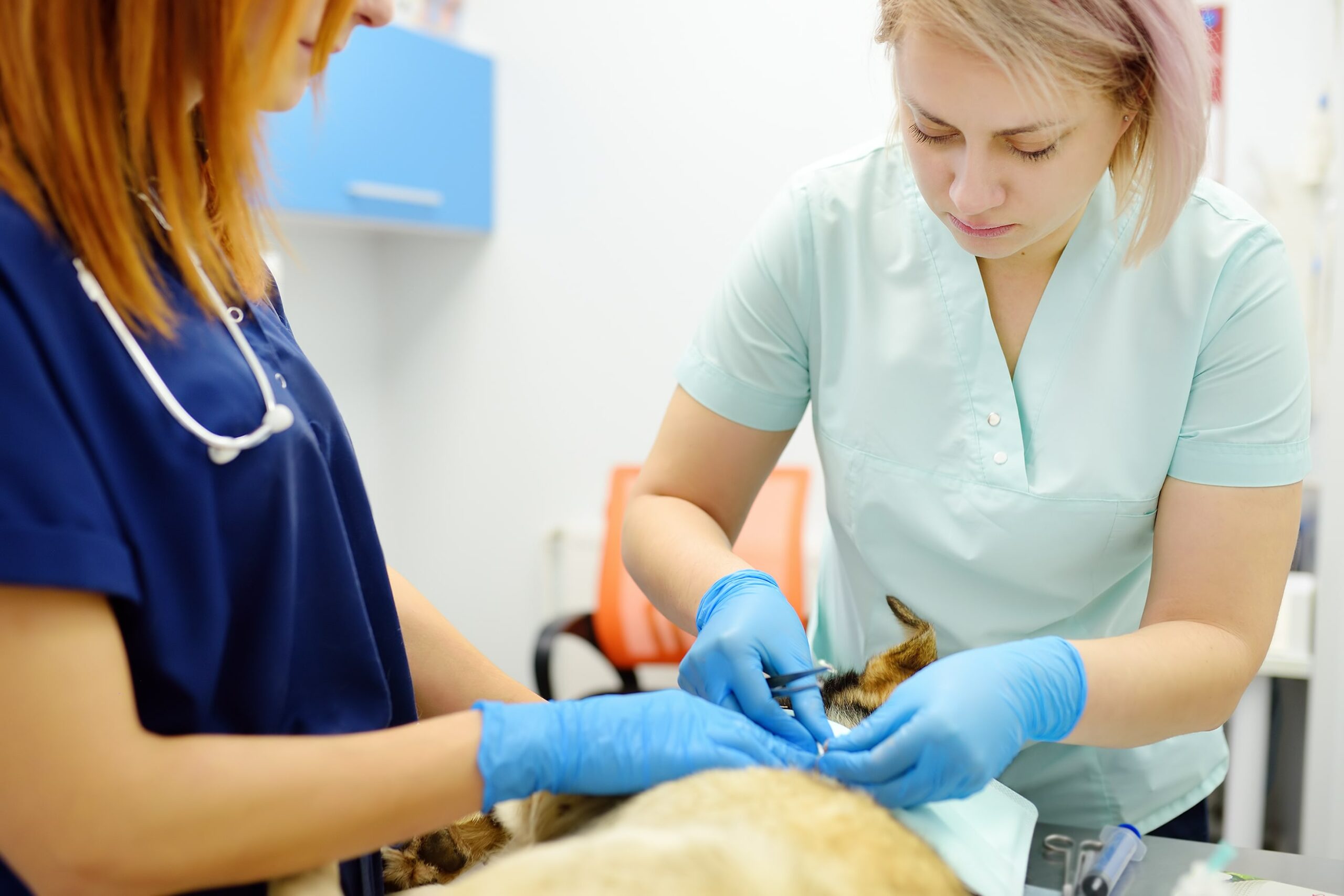 Two veterinarians in blue gloves attending to a dog on an examination table in a veterinary clinic.