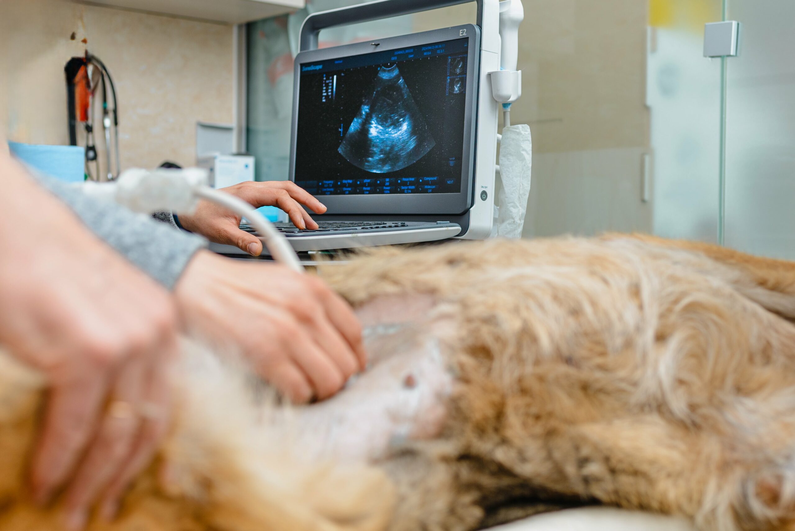 The veterinarian conducts diagnostics by performing an ultrasound on the dog's abdomen, while the detailed image is displayed on a nearby monitor.