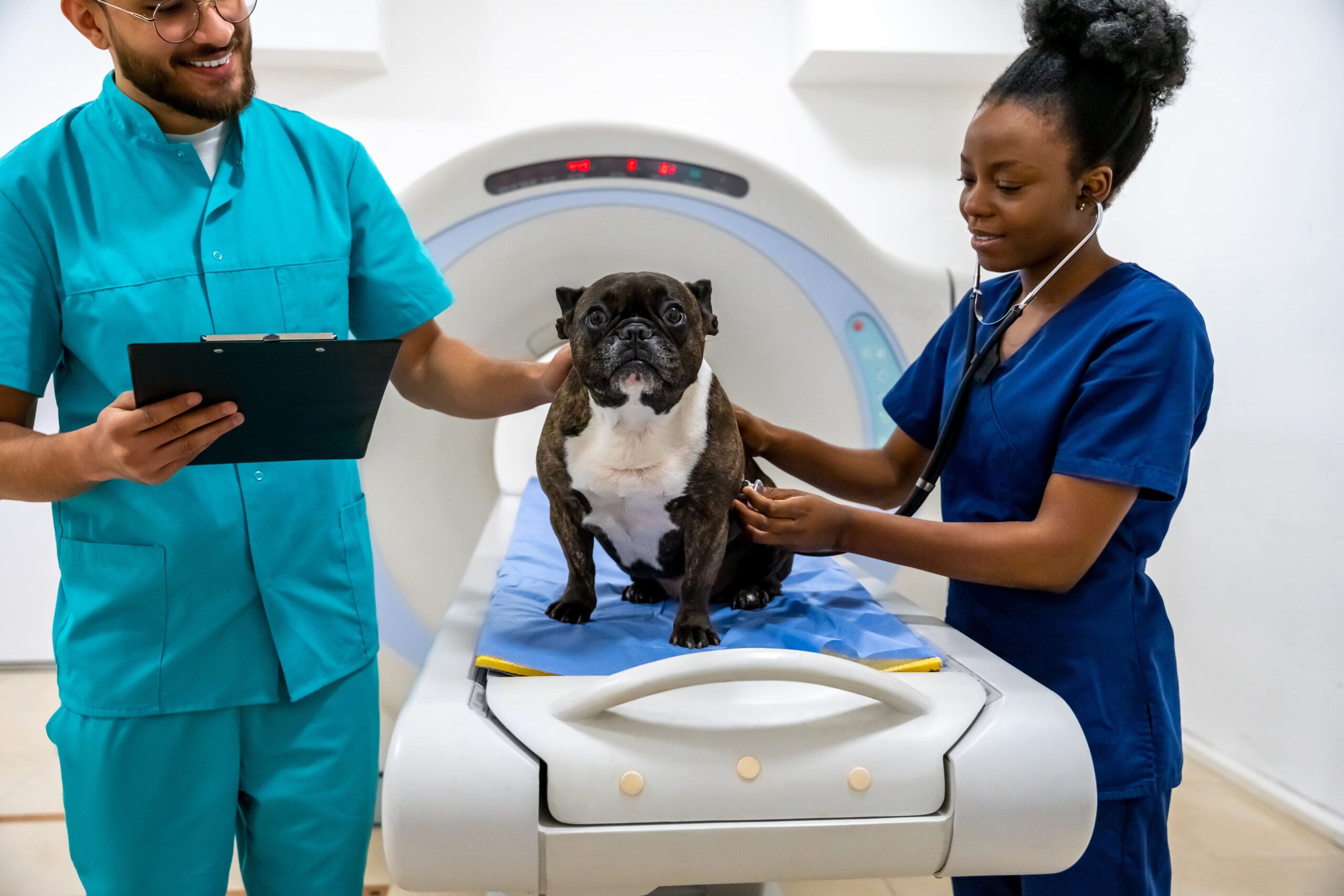 A dog sits on a medical scanner while two veterinary staff members perform a check-up.