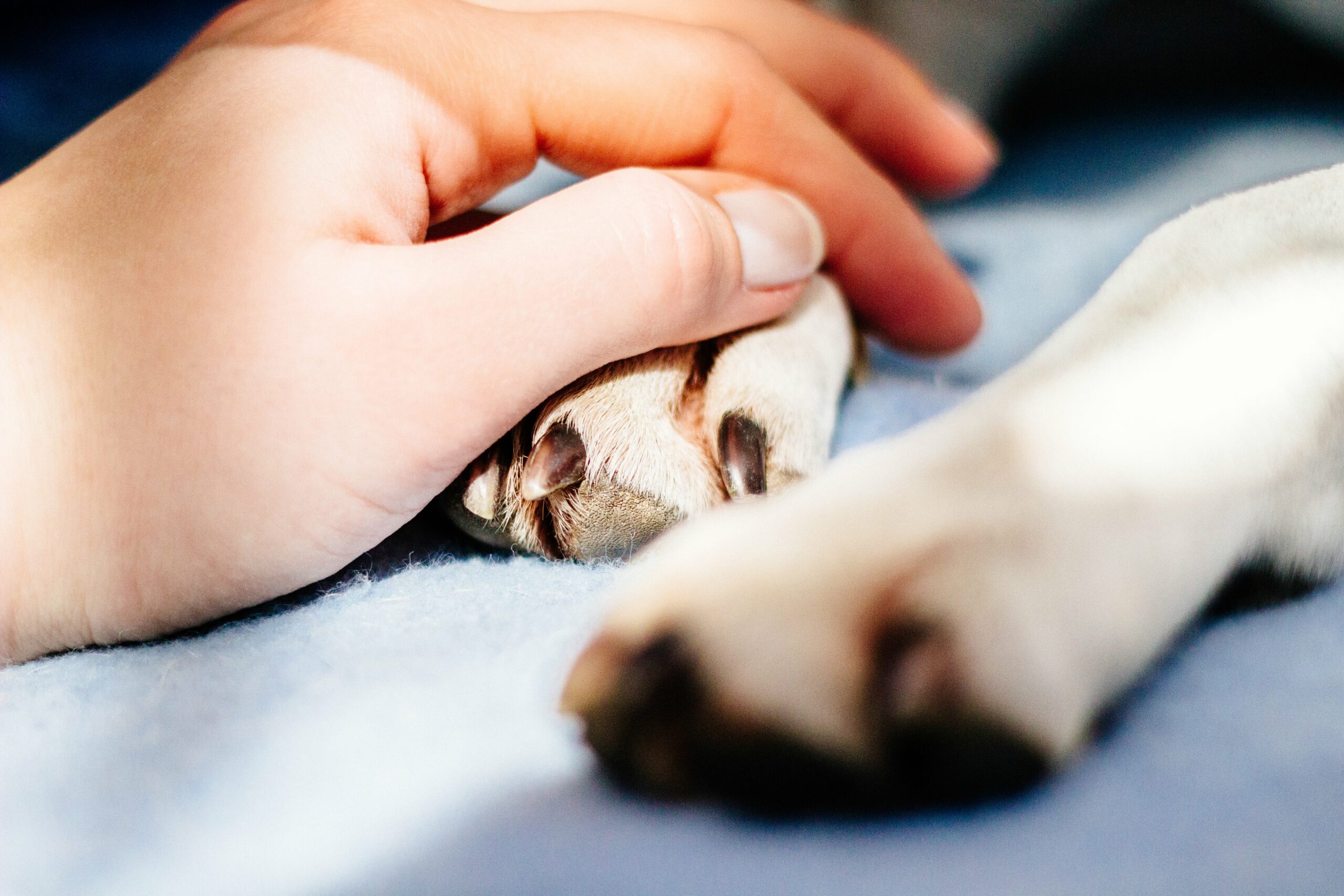 A hand gently holds a dog's paw on a soft, light blue surface, conveying a sense of comfort and connection.