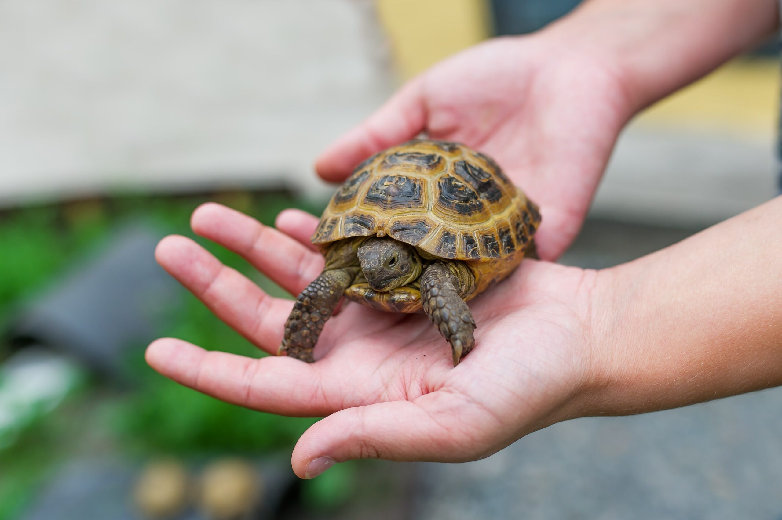 A small tortoise is held gently in two hands.