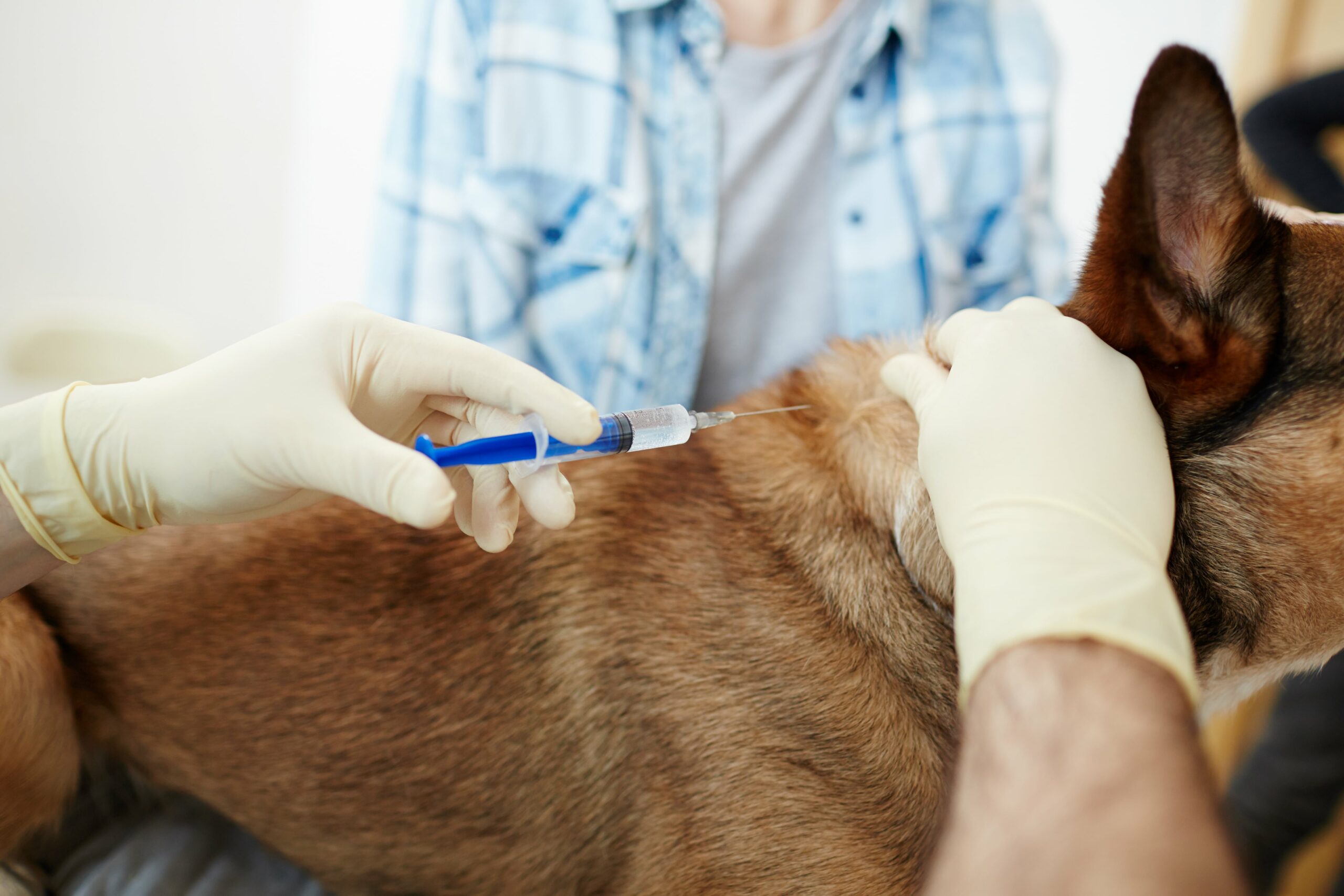 A veterinarian administers a vaccine to a brown dog while a person in a plaid shirt holds the dog's head.