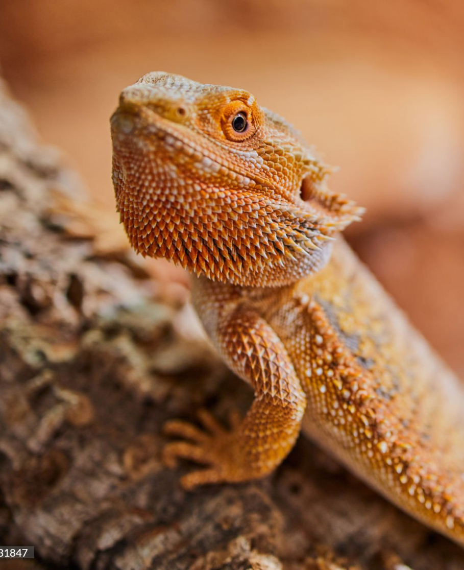 A close-up of an orange bearded dragon lizard on a piece of wood.