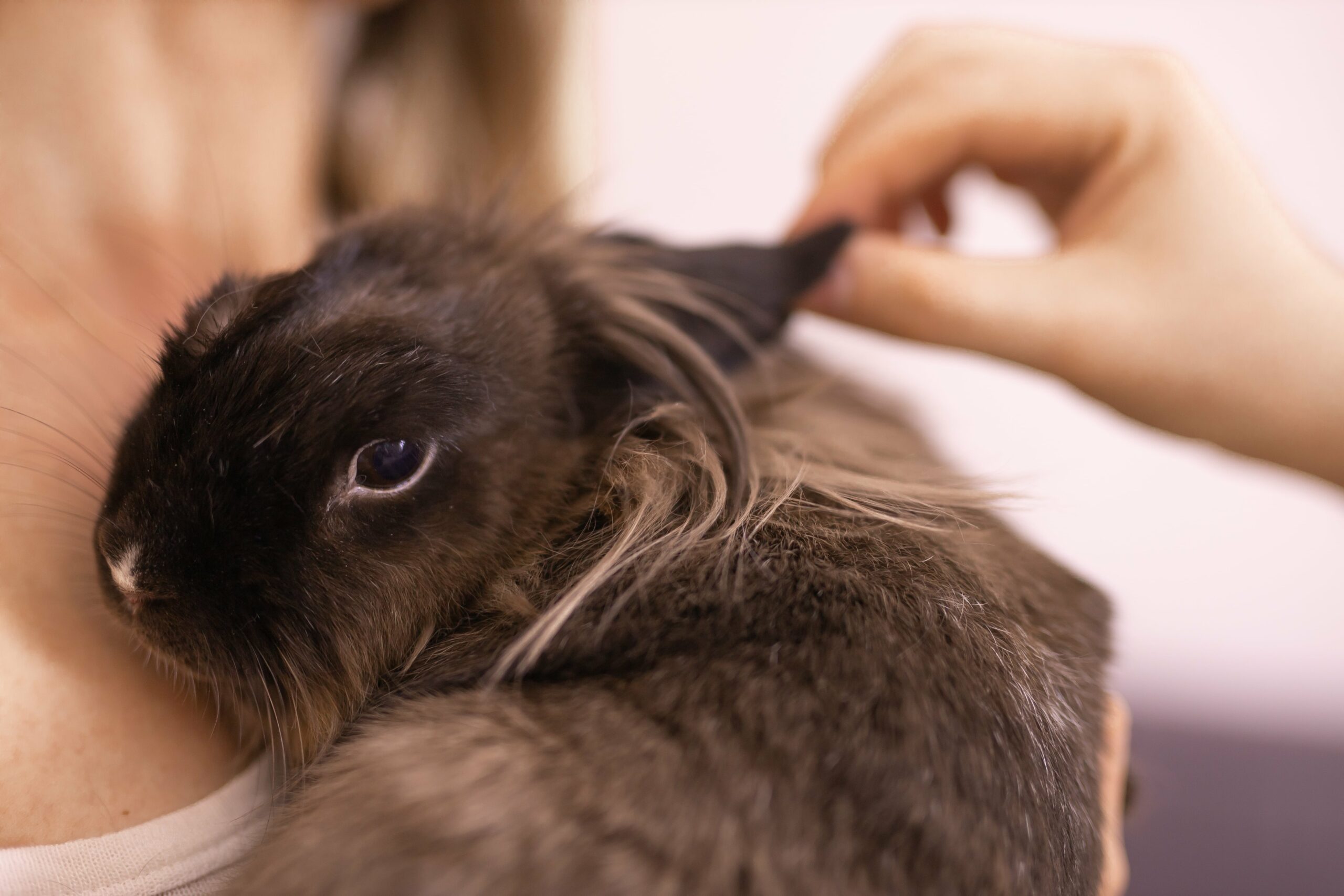 A person gently petting an exotic dark brown rabbit.