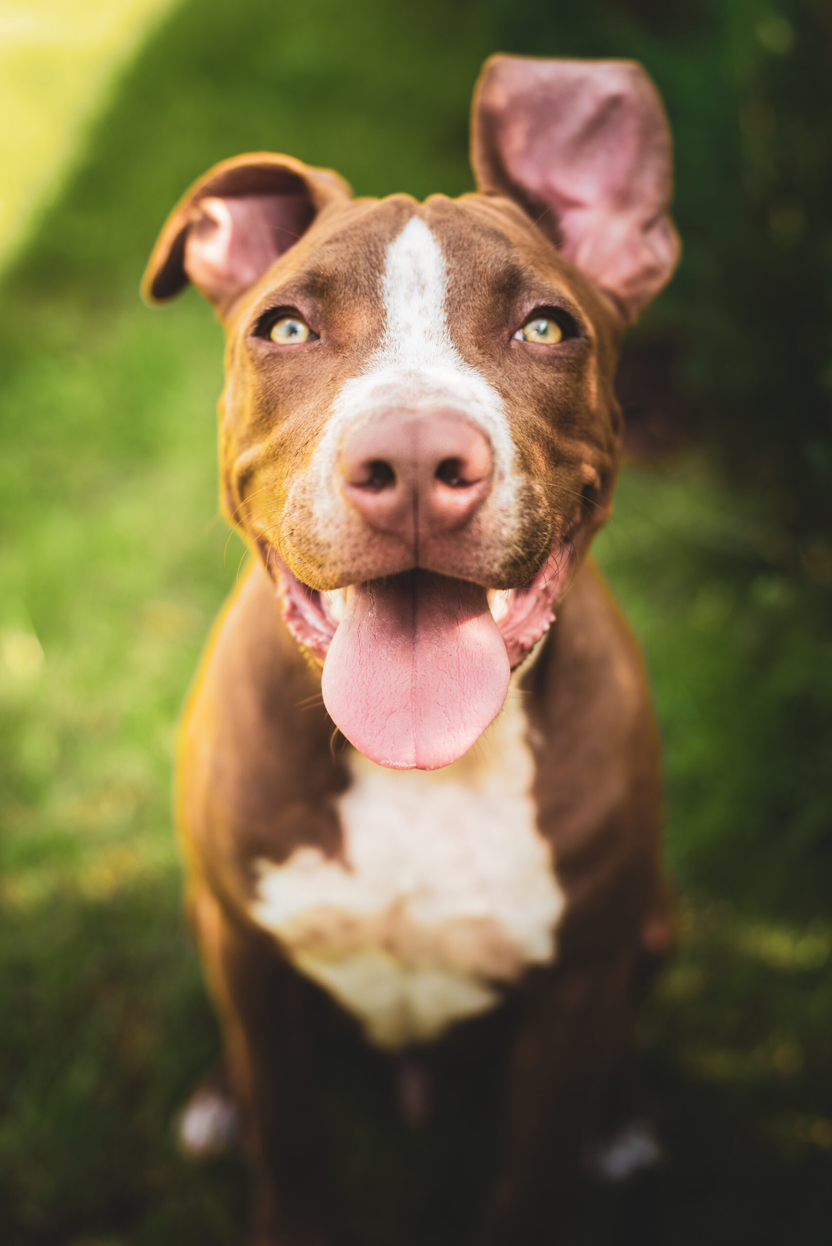 Brown and white dog sitting on grass, looking up with tongue out.